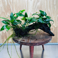 Pisces Enterprises One Only Nano Rainforest Driftwood Creation - One Only - Creative Nano Rainforest Driftwood Creation - One Only - Creative
