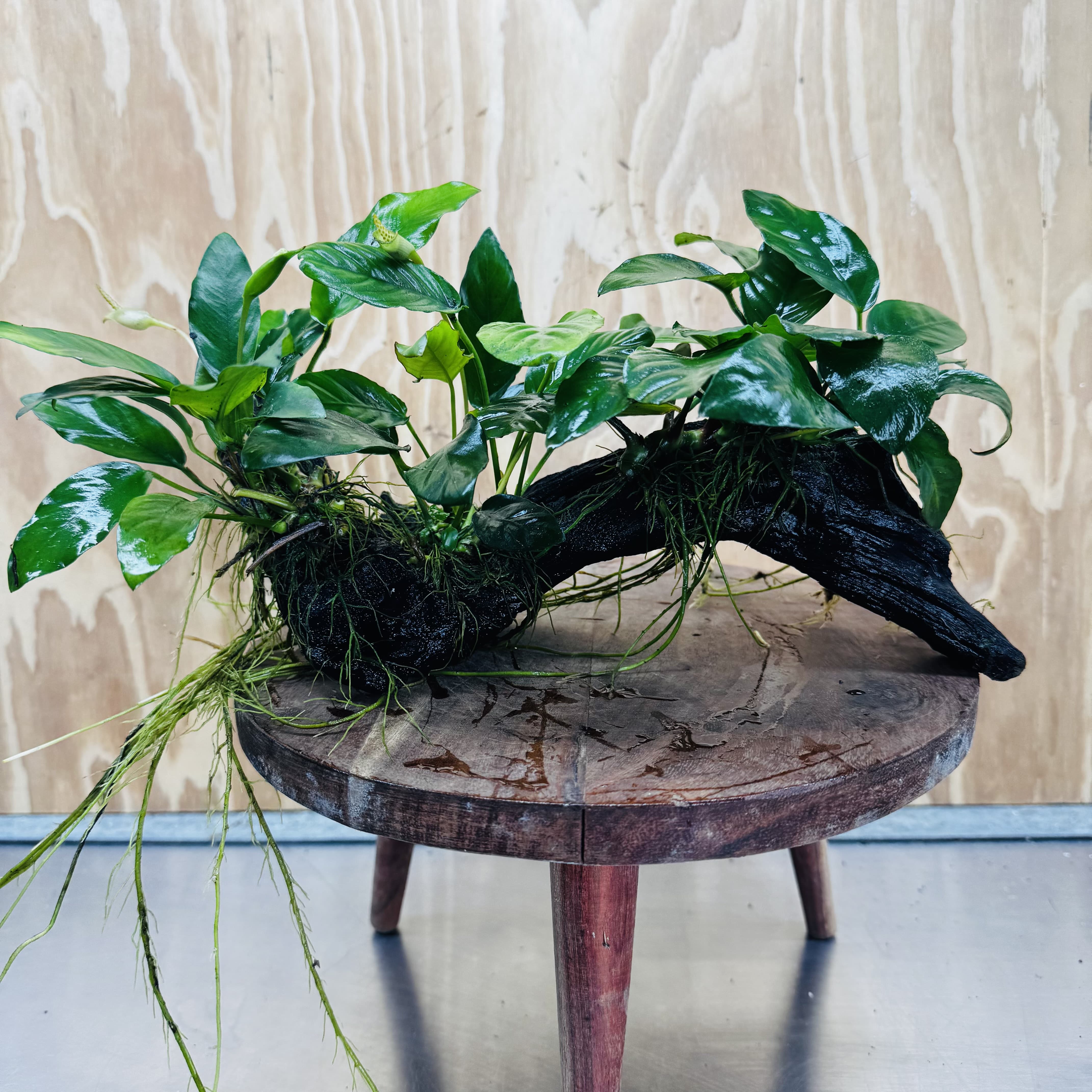 Pisces Enterprises One Only Nano Rainforest Driftwood Creation - One Only - Creative Nano Rainforest Driftwood Creation - One Only - Creative