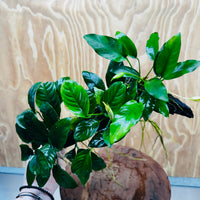 Pisces Enterprises One Only Nano Rainforest Driftwood Creation - One Only - Creative Nano Rainforest Driftwood Creation - One Only - Creative
