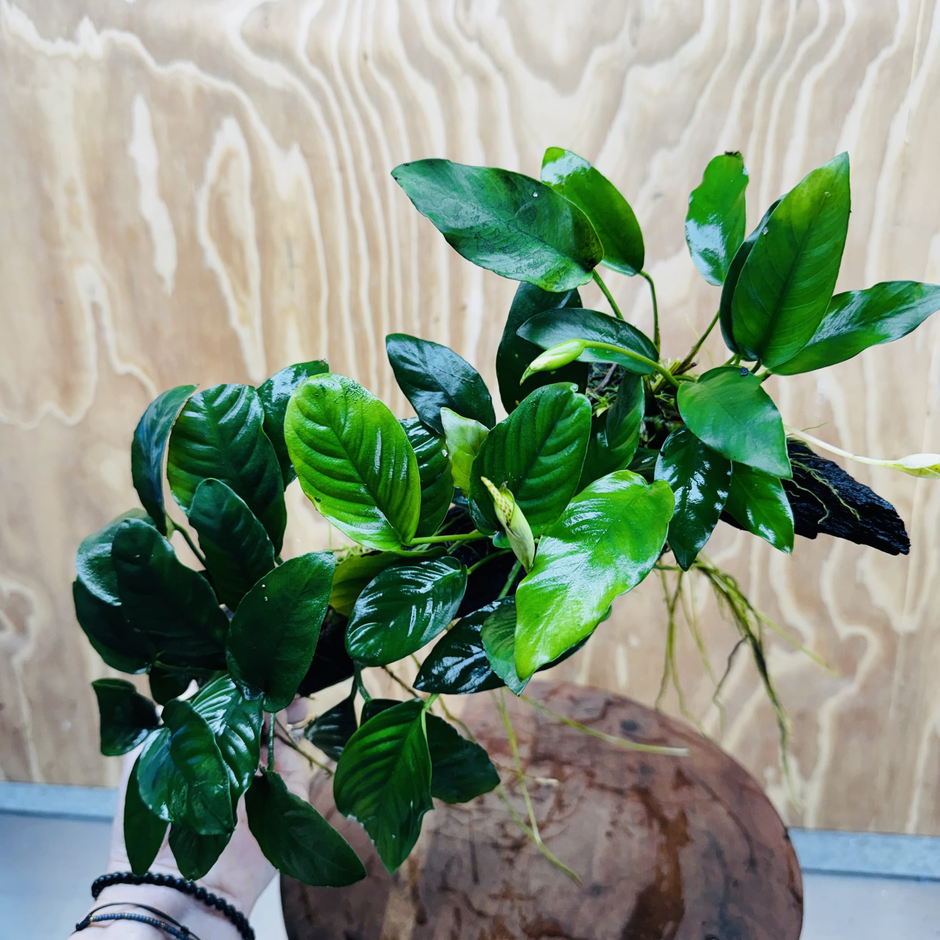 Pisces Enterprises One Only Nano Rainforest Driftwood Creation - One Only - Creative Nano Rainforest Driftwood Creation - One Only - Creative