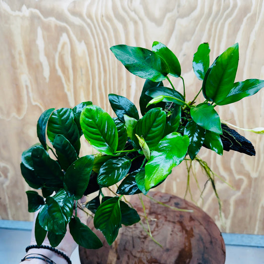 Pisces Enterprises One Only Nano Rainforest Driftwood Creation - One Only - Creative Nano Rainforest Driftwood Creation - One Only - Creative