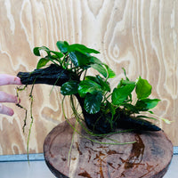 Pisces Enterprises One Only Nano Rainforest Driftwood Creation - One Only - Creative Nano Rainforest Driftwood Creation - One Only - Creative