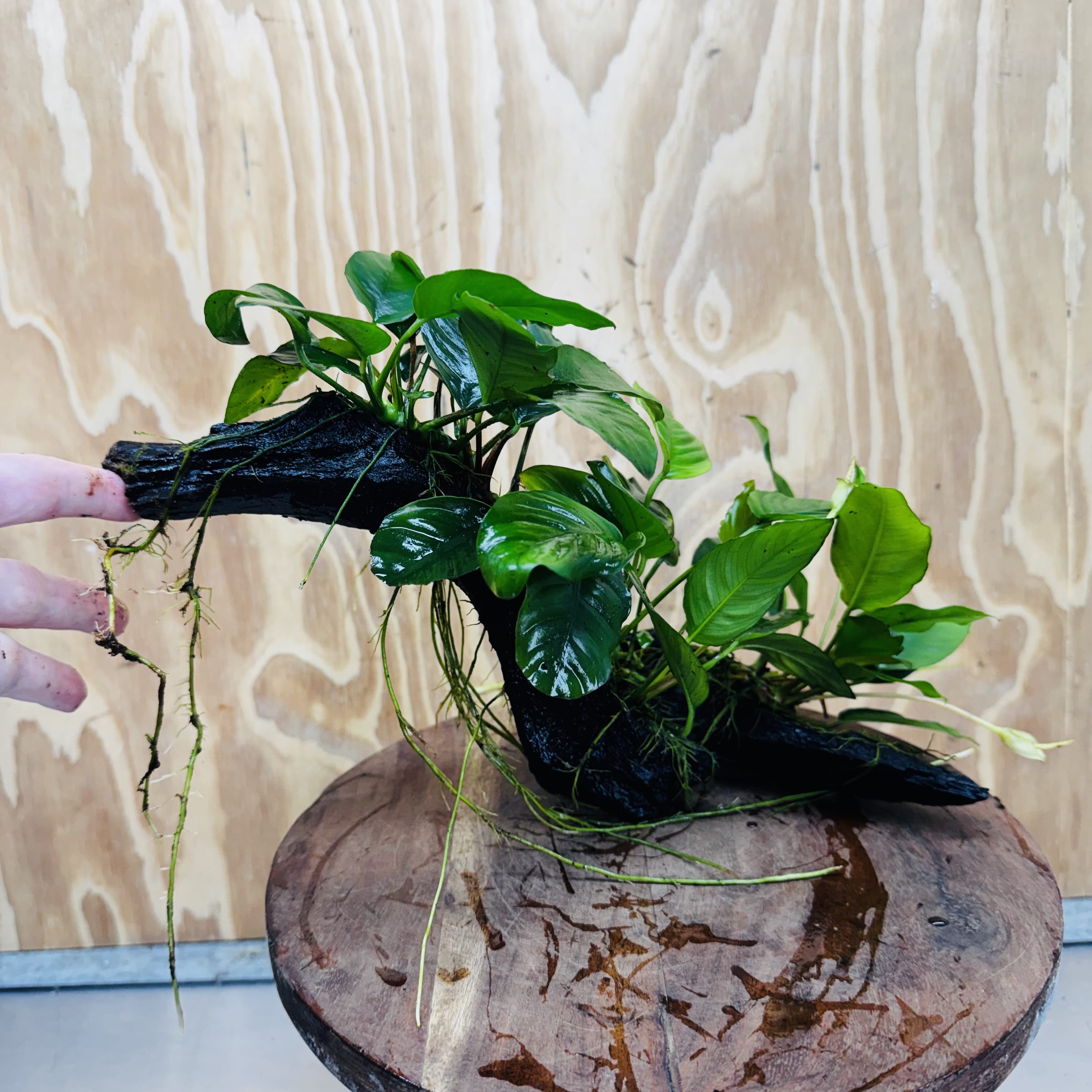 Pisces Enterprises One Only Nano Rainforest Driftwood Creation - One Only - Creative Nano Rainforest Driftwood Creation - One Only - Creative