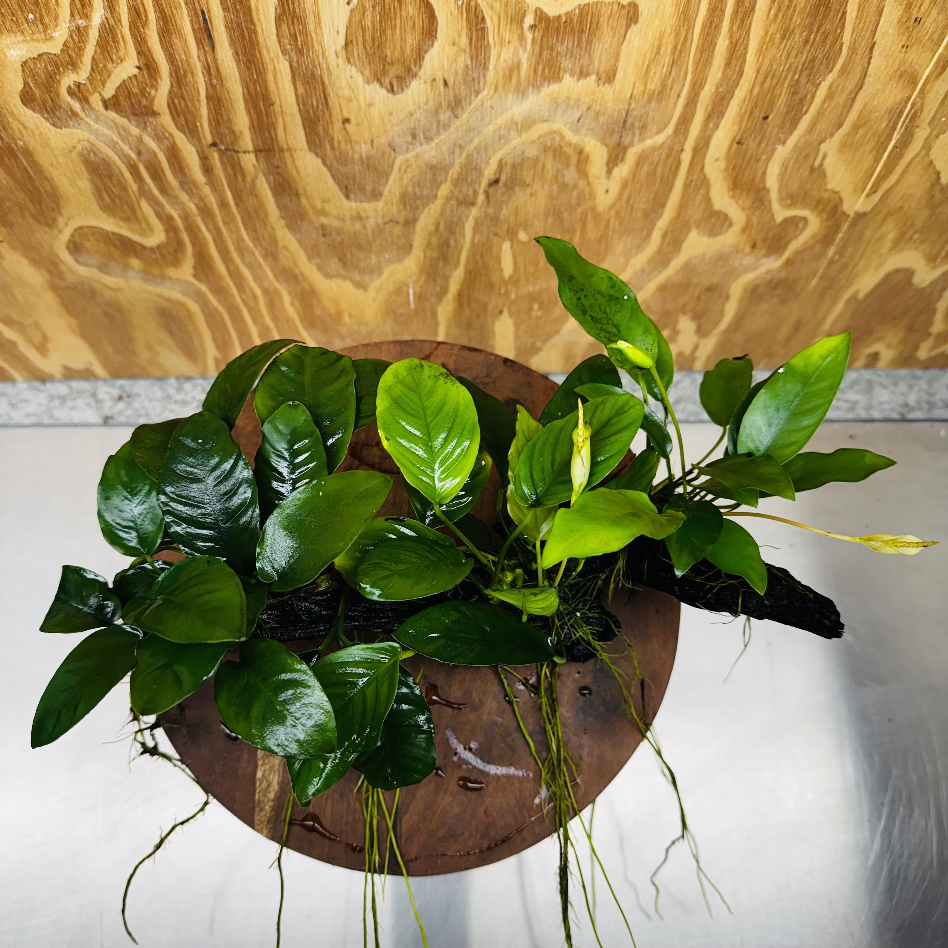 Pisces Enterprises One Only Nano Rainforest Driftwood Creation - One Only - Creative Nano Rainforest Driftwood Creation - One Only - Creative
