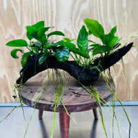 Pisces Enterprises One Only Nano Rainforest Driftwood Creation - One Only - Creative Nano Rainforest Driftwood Creation - One Only - Creative