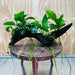 Pisces Enterprises One Only Nano Rainforest Driftwood Creation - One Only - Creative Nano Rainforest Driftwood Creation - One Only - Creative