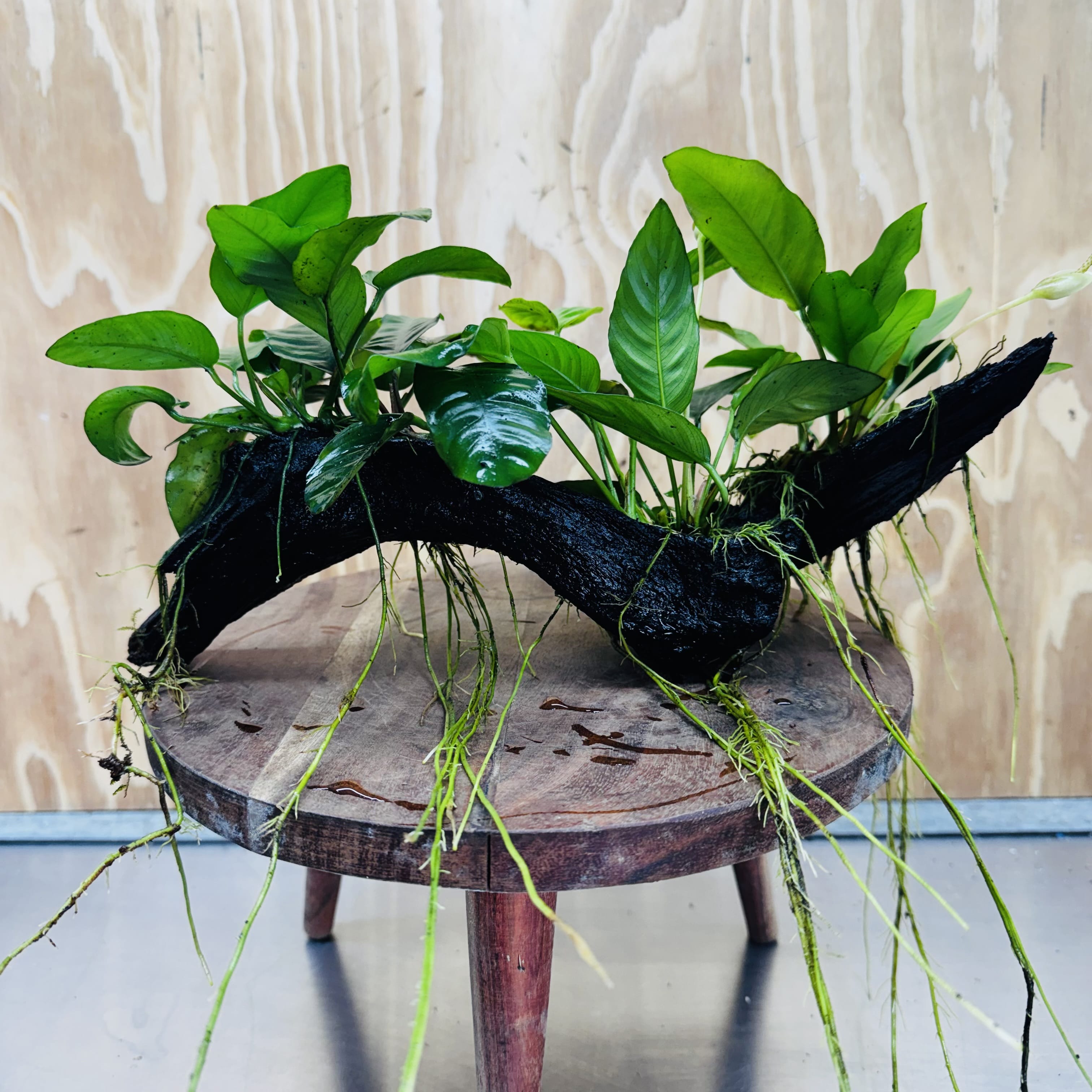 Pisces Enterprises One Only Nano Rainforest Driftwood Creation - One Only - Creative Nano Rainforest Driftwood Creation - One Only - Creative