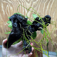 Pisces Enterprises One Only Nano Rainforest Driftwood Creation - One Only - Creative Nano Rainforest Driftwood Creation - One Only - Creative