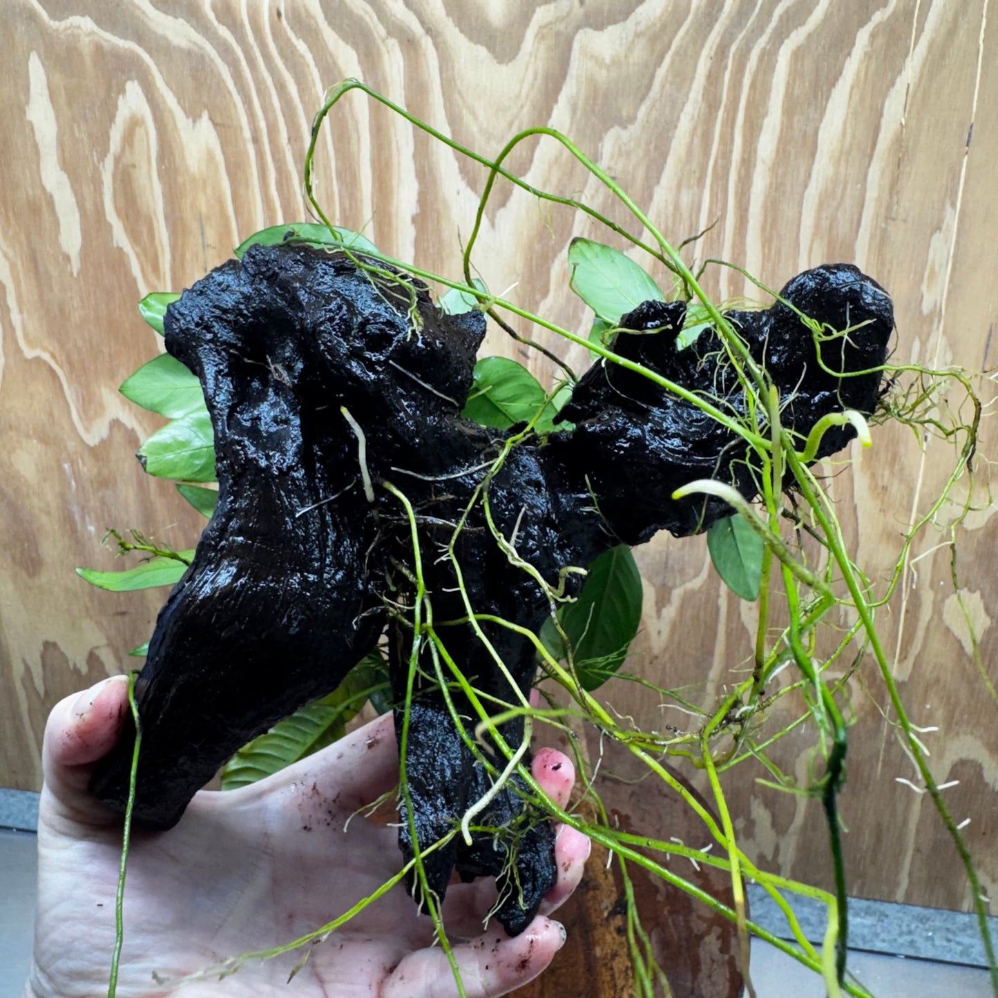 Pisces Enterprises One Only Nano Rainforest Driftwood Creation - One Only - Creative Nano Rainforest Driftwood Creation - One Only - Creative