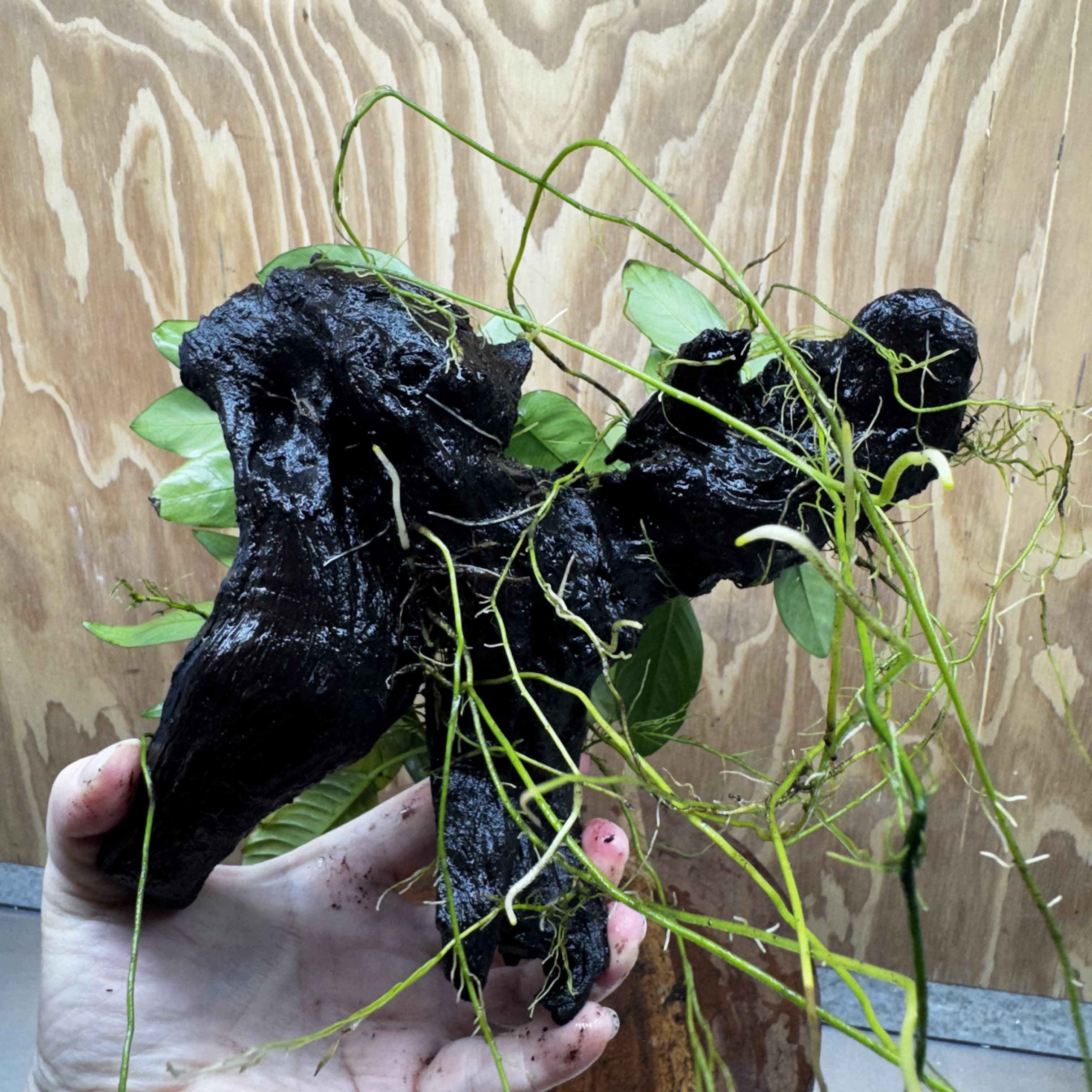 Pisces Enterprises One Only Nano Rainforest Driftwood Creation - One Only - Creative Nano Rainforest Driftwood Creation - One Only - Creative