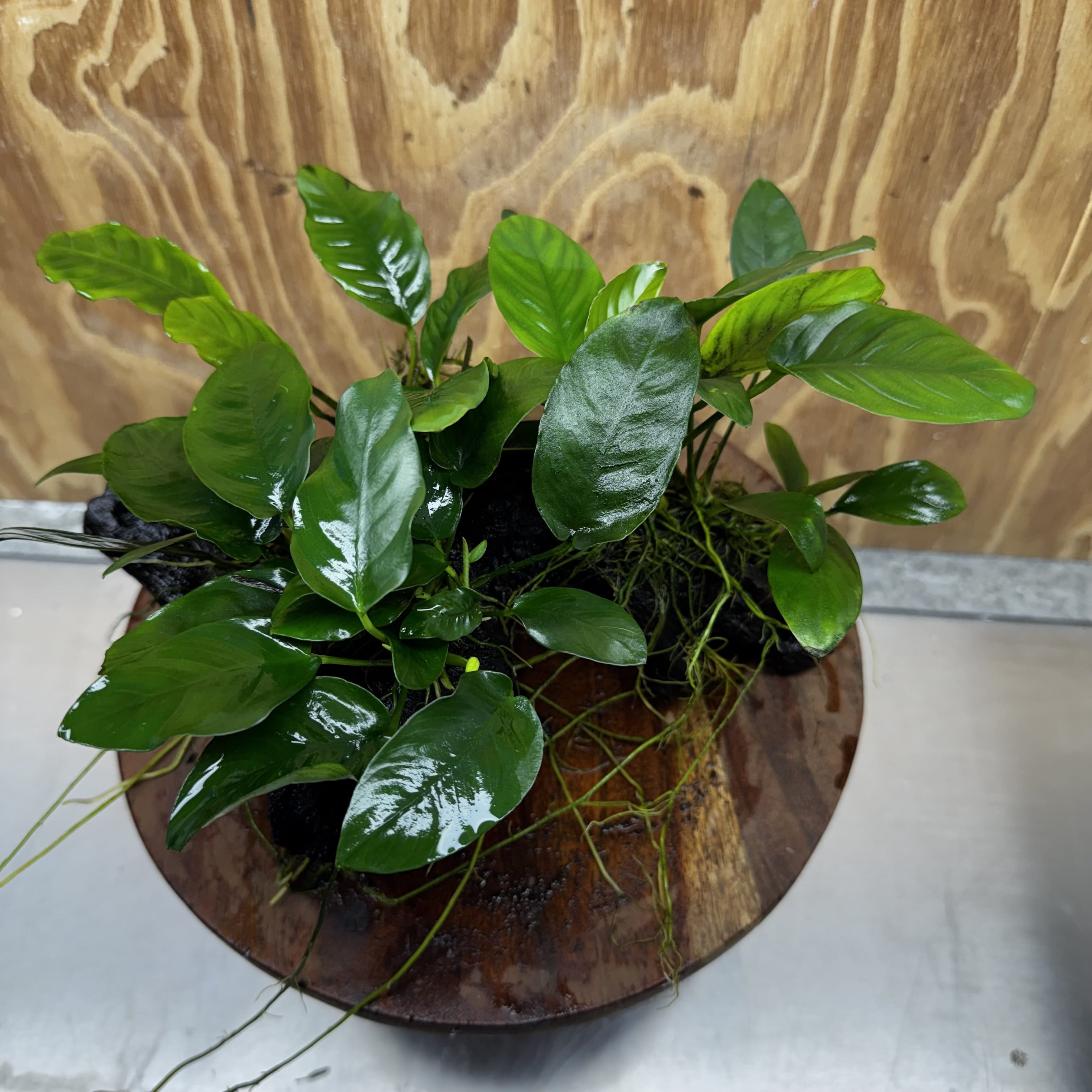 Pisces Enterprises One Only Nano Rainforest Driftwood Creation - One Only - Creative Nano Rainforest Driftwood Creation - One Only - Creative