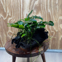 Pisces Enterprises One Only Nano Rainforest Driftwood Creation - One Only - Creative Nano Rainforest Driftwood Creation - One Only - Creative
