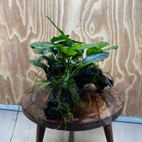 Pisces Enterprises One Only Nano Rainforest Driftwood Creation - One Only - Creative Nano Rainforest Driftwood Creation - One Only - Creative