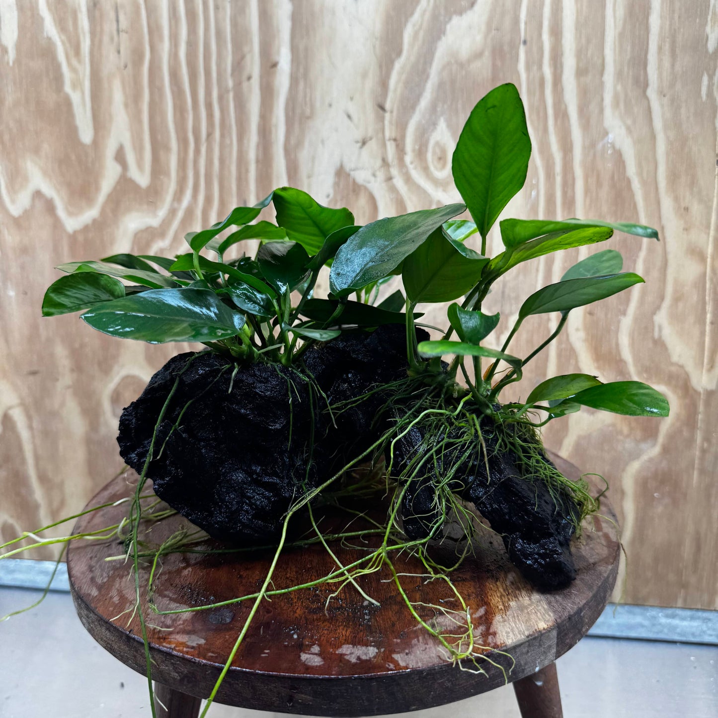 Pisces Enterprises One Only Nano Rainforest Driftwood Creation - One Only - Creative Nano Rainforest Driftwood Creation - One Only - Creative