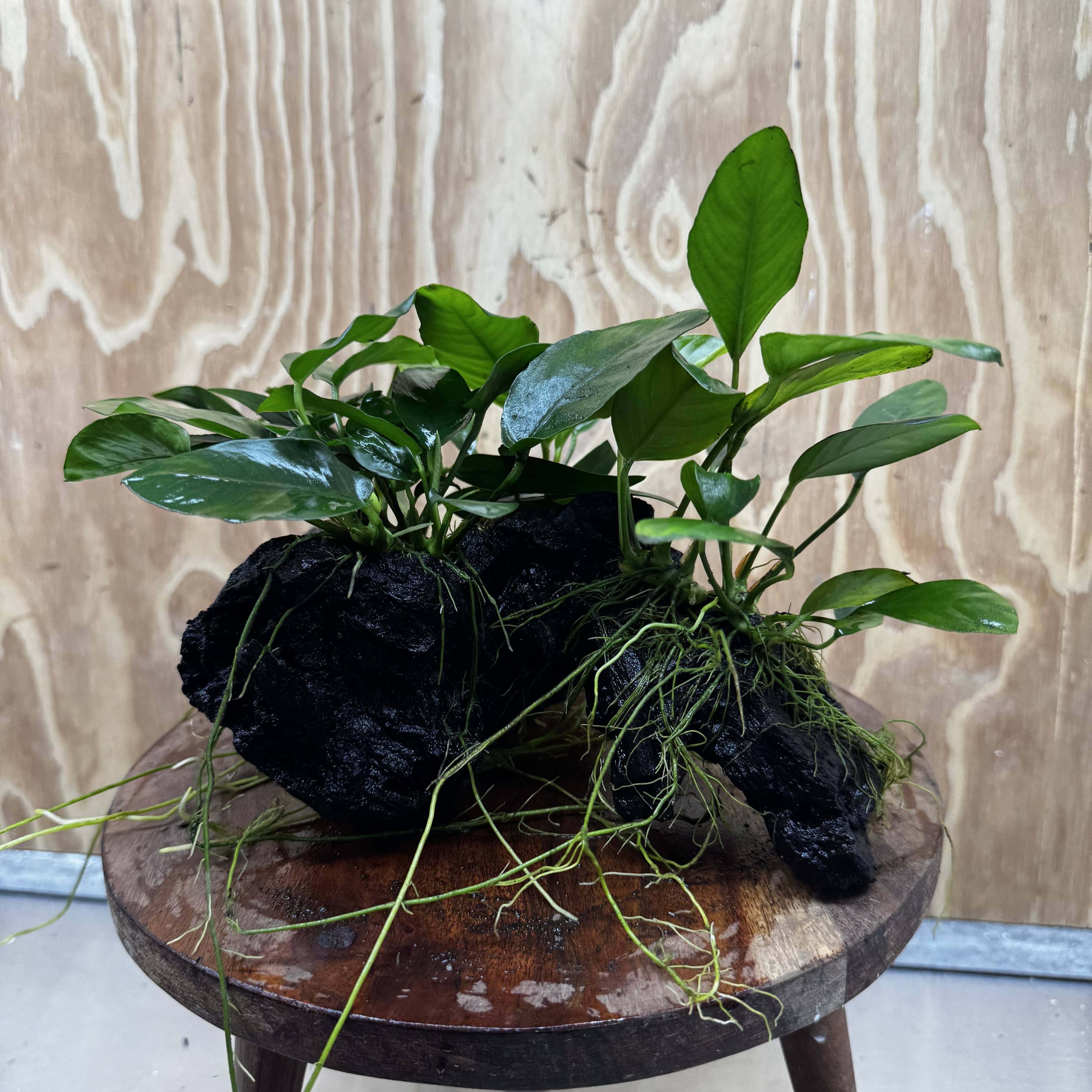 Pisces Enterprises One Only Nano Rainforest Driftwood Creation - One Only - Creative Nano Rainforest Driftwood Creation - One Only - Creative