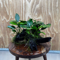 Pisces Enterprises One Only Nano Rainforest Driftwood Creation - One Only - Creative Nano Rainforest Driftwood Creation - One Only - Creative