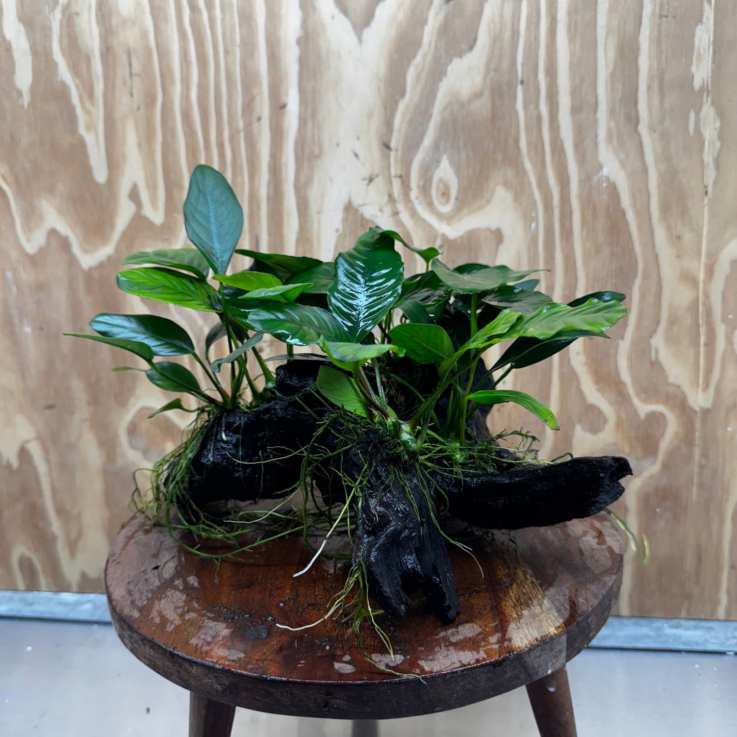 Pisces Enterprises One Only Nano Rainforest Driftwood Creation - One Only - Creative Nano Rainforest Driftwood Creation - One Only - Creative