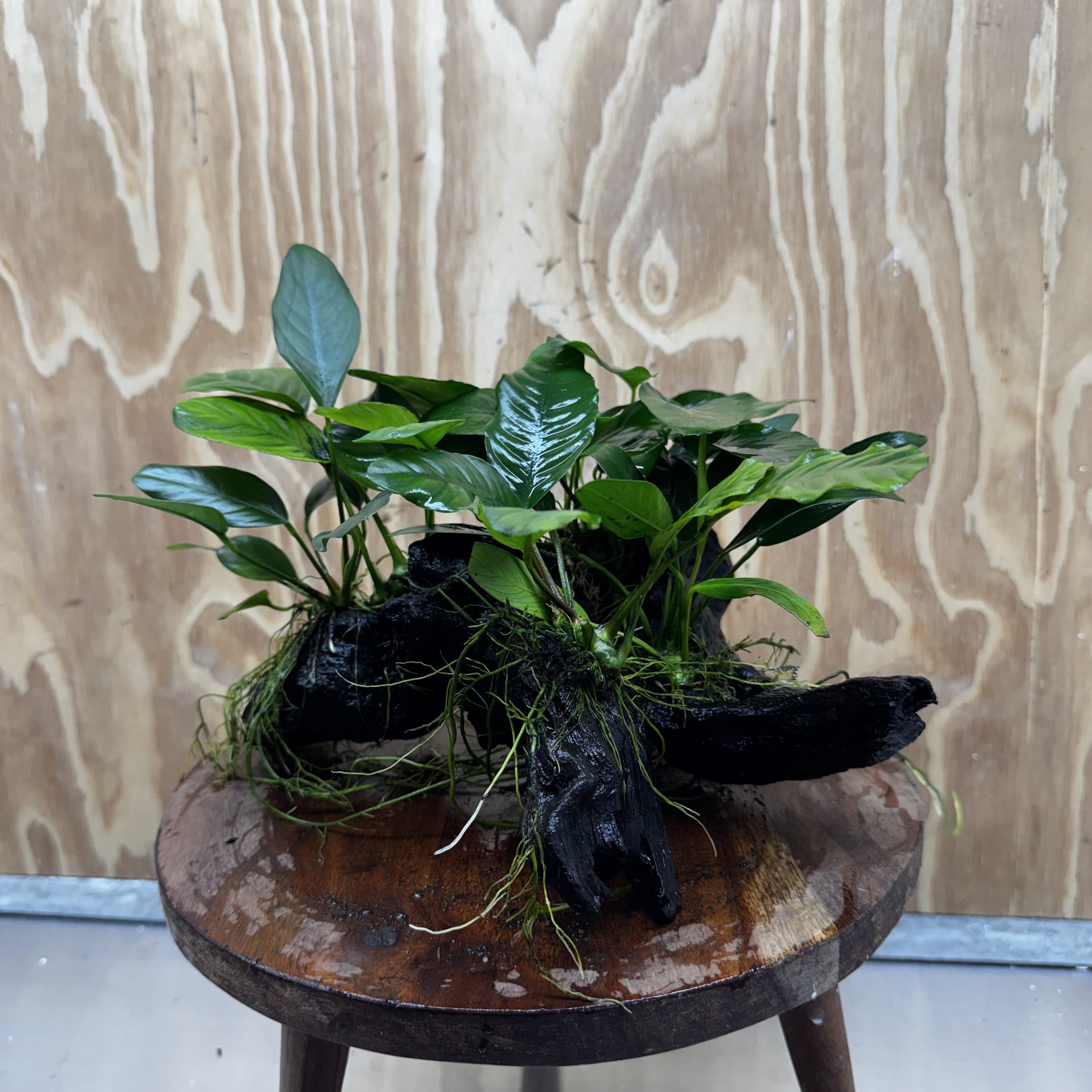 Pisces Enterprises One Only Nano Rainforest Driftwood Creation - One Only - Creative Nano Rainforest Driftwood Creation - One Only - Creative