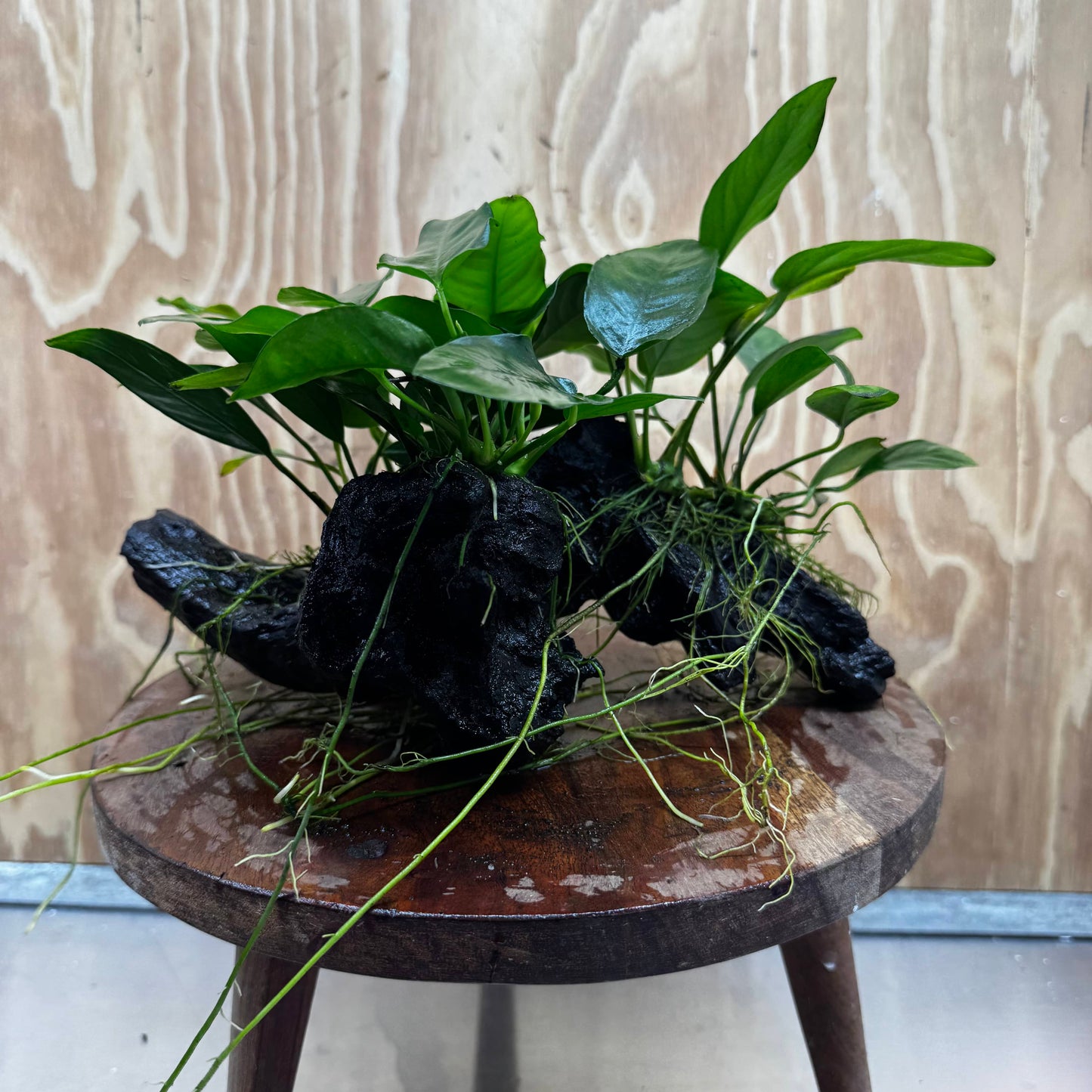 Pisces Enterprises One Only Nano Rainforest Driftwood Creation - One Only - Creative Nano Rainforest Driftwood Creation - One Only - Creative