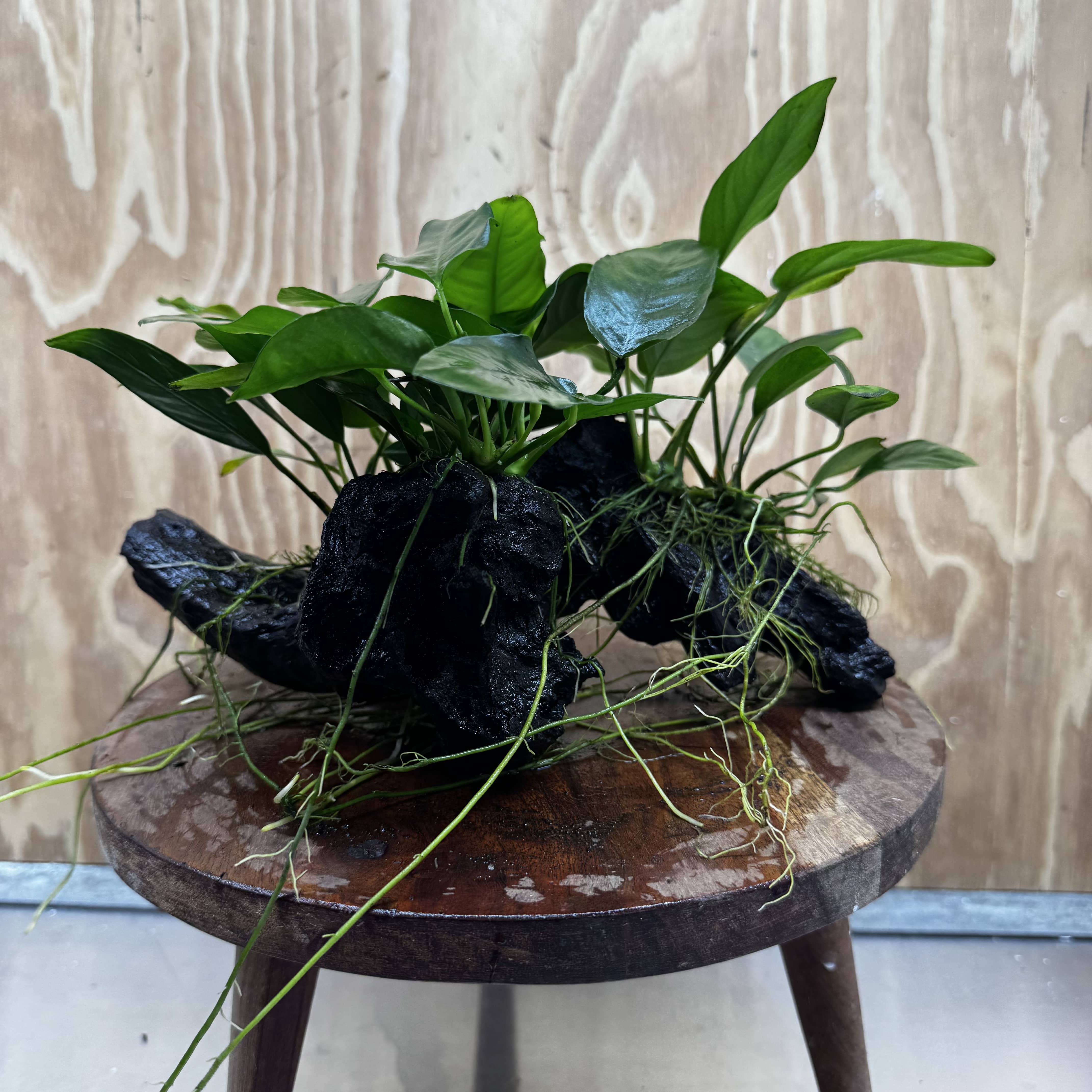Pisces Enterprises One Only Nano Rainforest Driftwood Creation - One Only - Creative Nano Rainforest Driftwood Creation - One Only - Creative