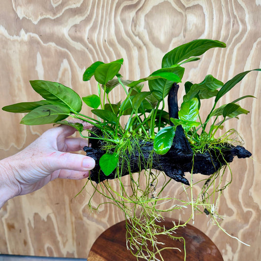 Pisces Enterprises One Only Nano Rainforest Driftwood Creation - One Only - Lush Nano Rainforest Driftwood Creation - One Only - Lush