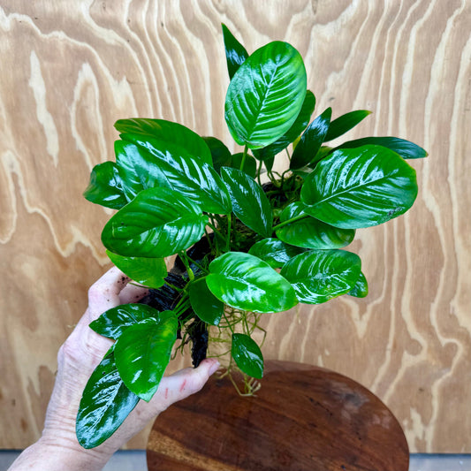 Pisces Enterprises One Only Nano Rainforest Driftwood Creation - One Only - Lush Nano Rainforest Driftwood Creation - One Only - Lush