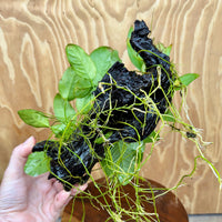 Pisces Enterprises One Only Nano Rainforest Driftwood Creation - One Only - Lush Nano Rainforest Driftwood Creation - One Only - Lush