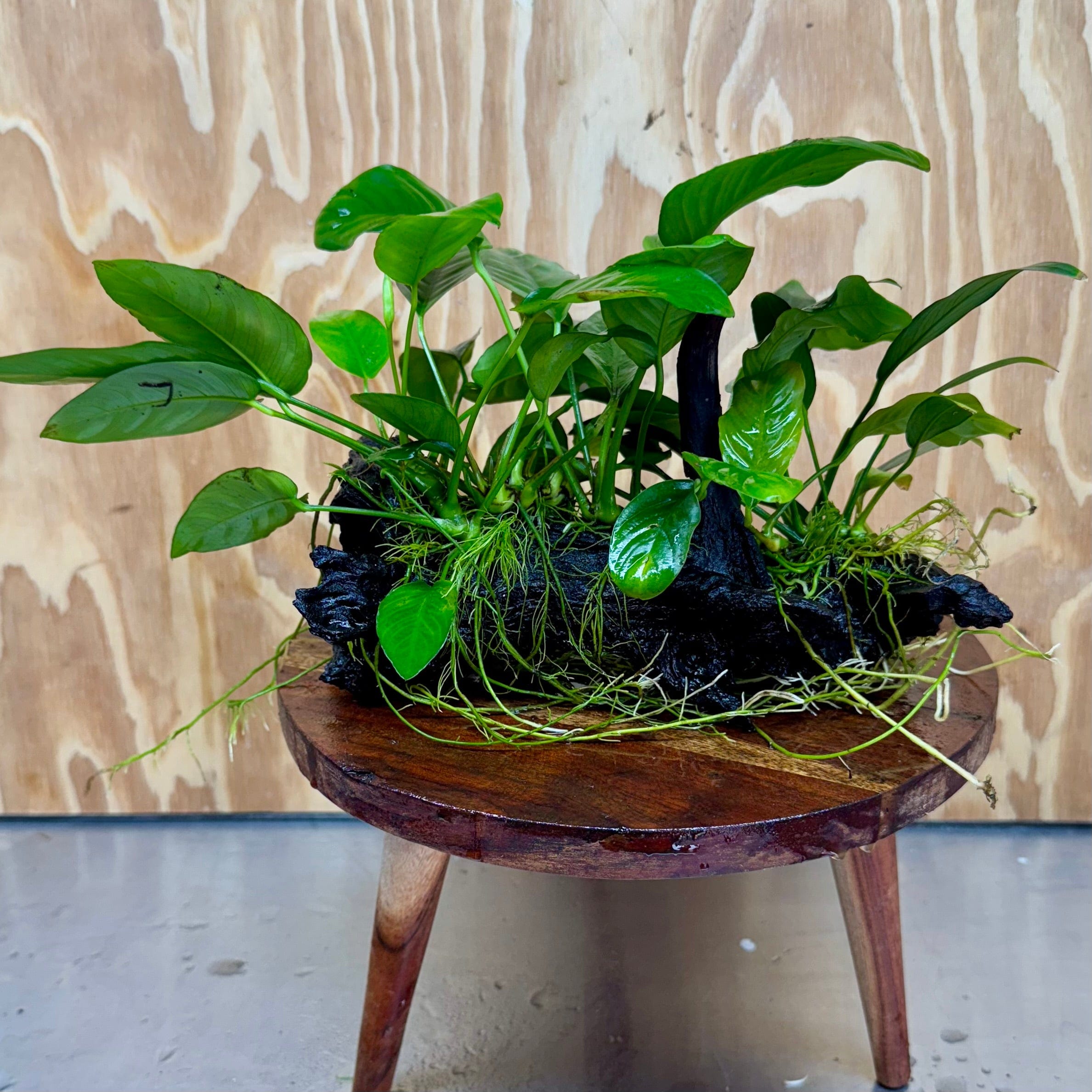 Pisces Enterprises One Only Nano Rainforest Driftwood Creation - One Only - Lush Nano Rainforest Driftwood Creation - One Only - Lush