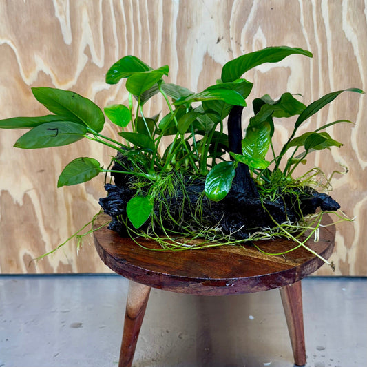 Pisces Enterprises One Only Nano Rainforest Driftwood Creation - One Only - Lush Nano Rainforest Driftwood Creation - One Only - Lush