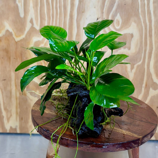 Pisces Enterprises One Only Nano Rainforest Driftwood Creation - One Only - Lush Nano Rainforest Driftwood Creation - One Only - Lush