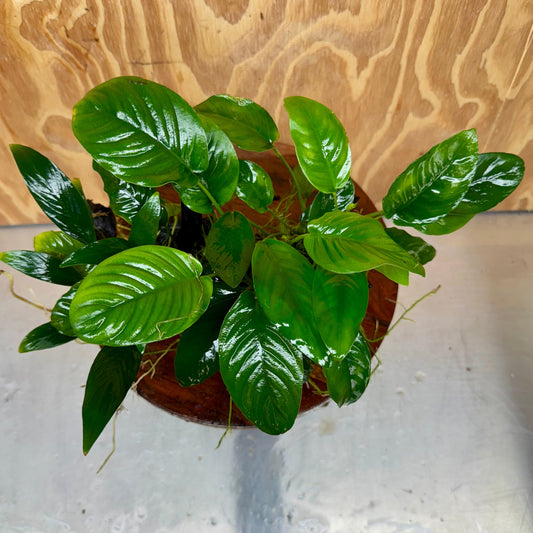 Pisces Enterprises One Only Nano Rainforest Driftwood Creation - One Only - Lush Nano Rainforest Driftwood Creation - One Only - Lush