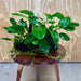 Pisces Enterprises One Only Nano Rainforest Driftwood Creation - One Only - Lush Nano Rainforest Driftwood Creation - One Only - Lush