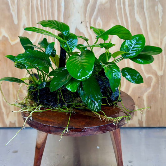 Pisces Enterprises One Only Nano Rainforest Driftwood Creation - One Only - Lush Nano Rainforest Driftwood Creation - One Only - Lush
