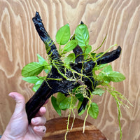 Pisces Enterprises One Only Nano Rainforest Driftwood Creation - One Only - Lush Nano Rainforest Driftwood Creation - One Only - Lush