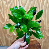 Pisces Enterprises One Only Nano Rainforest Driftwood Creation - One Only - Lush Nano Rainforest Driftwood Creation - One Only - Lush