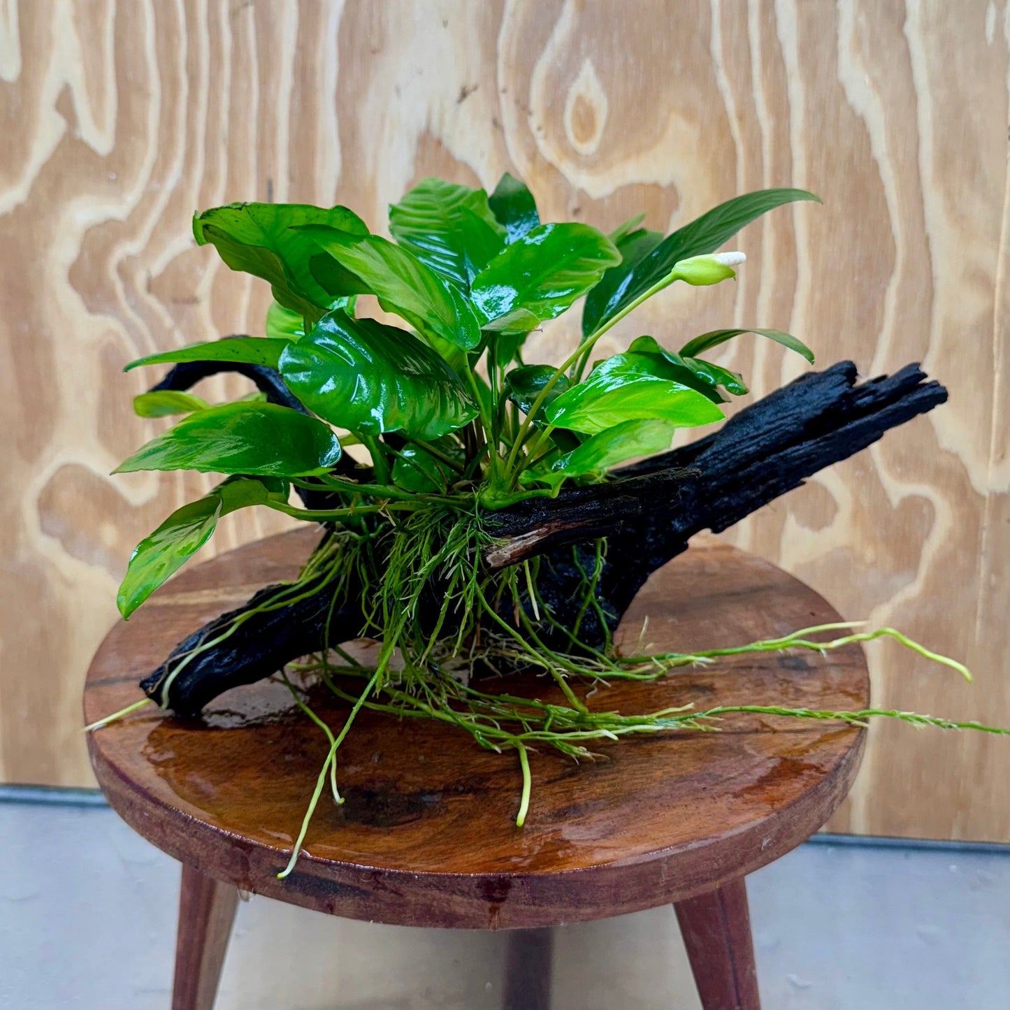 Pisces Enterprises One Only Nano Rainforest Driftwood Creation - One Only - Lush Nano Rainforest Driftwood Creation - One Only - Lush