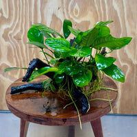 Pisces Enterprises One Only Nano Rainforest Driftwood Creation - One Only - Lush Nano Rainforest Driftwood Creation - One Only - Lush