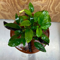 Pisces Enterprises One Only Nano Rainforest Driftwood Creation - One Only - Lush Nano Rainforest Driftwood Creation - One Only - Lush