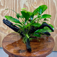 Pisces Enterprises One Only Nano Rainforest Driftwood Creation - One Only - Lush Nano Rainforest Driftwood Creation - One Only - Lush