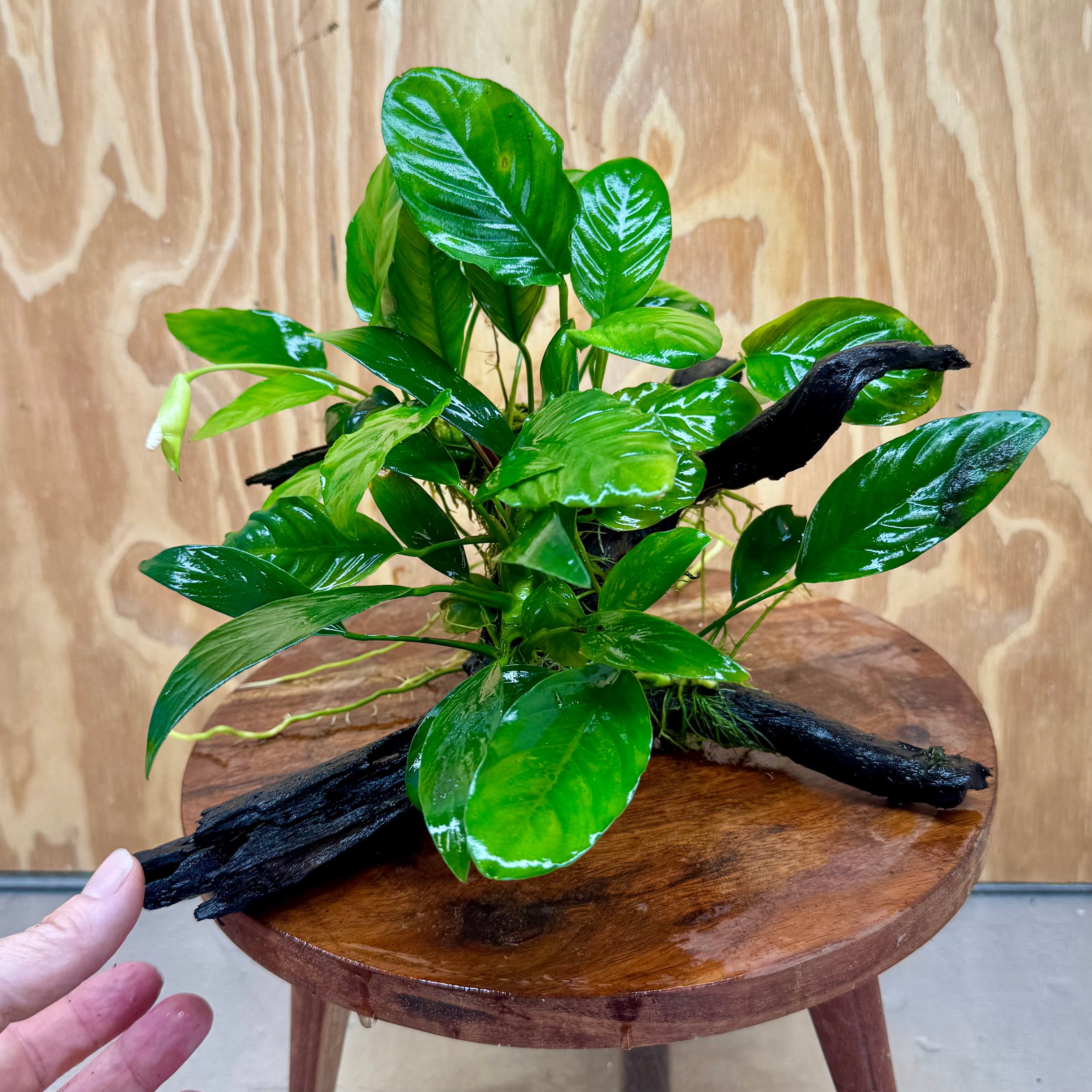 Pisces Enterprises One Only Nano Rainforest Driftwood Creation - One Only - Lush Nano Rainforest Driftwood Creation - One Only - Lush