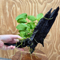 Pisces Enterprises One Only Nano Rainforest Driftwood Creation - One Only - Lush Nano Rainforest Driftwood Creation - One Only - Lush