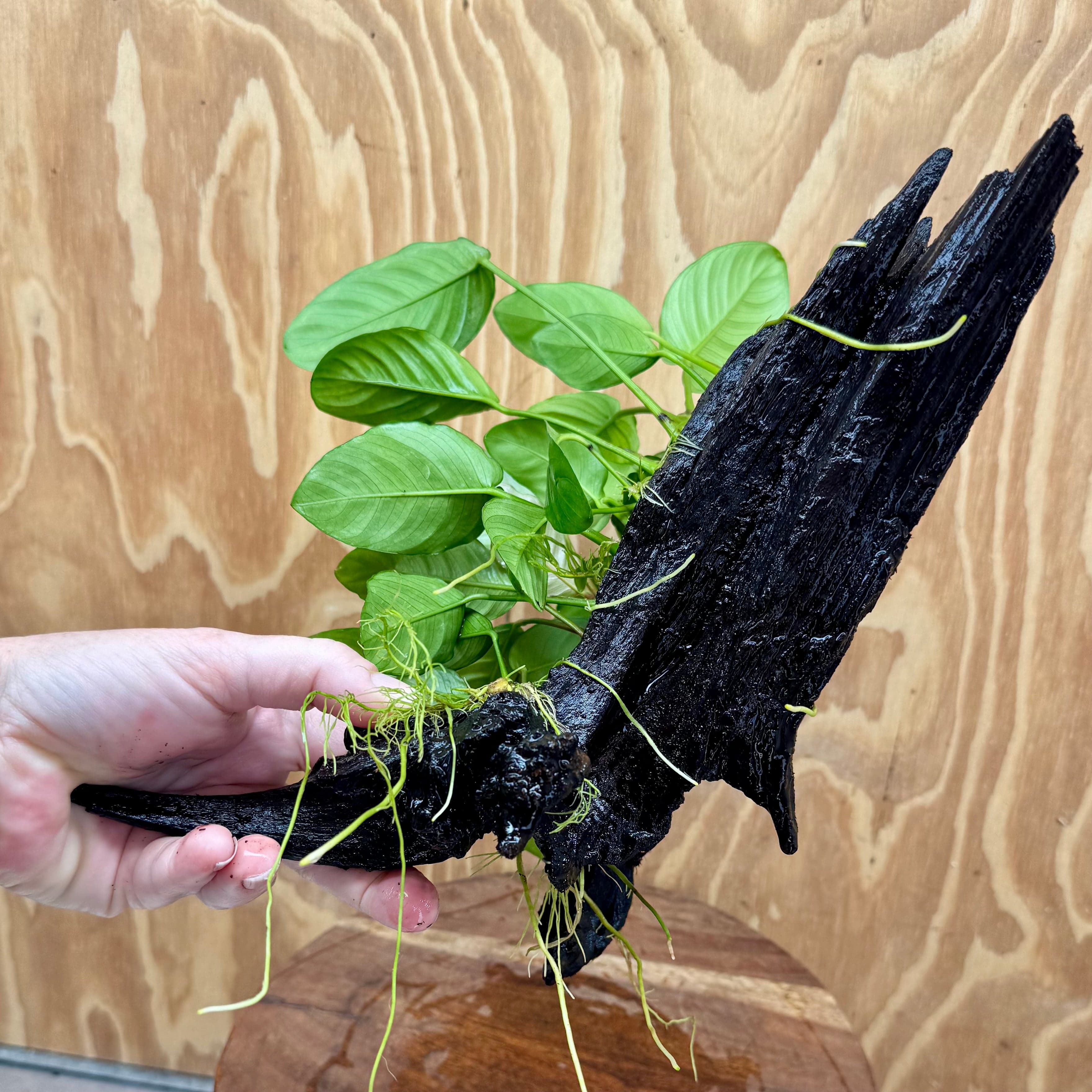 Pisces Enterprises One Only Nano Rainforest Driftwood Creation - One Only - Lush Nano Rainforest Driftwood Creation - One Only - Lush