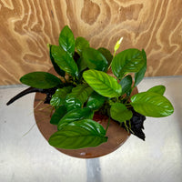 Pisces Enterprises One Only Nano Rainforest Driftwood Creation - One Only - Lush Nano Rainforest Driftwood Creation - One Only - Lush