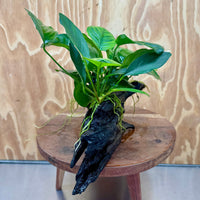 Pisces Enterprises One Only Nano Rainforest Driftwood Creation - One Only - Lush Nano Rainforest Driftwood Creation - One Only - Lush