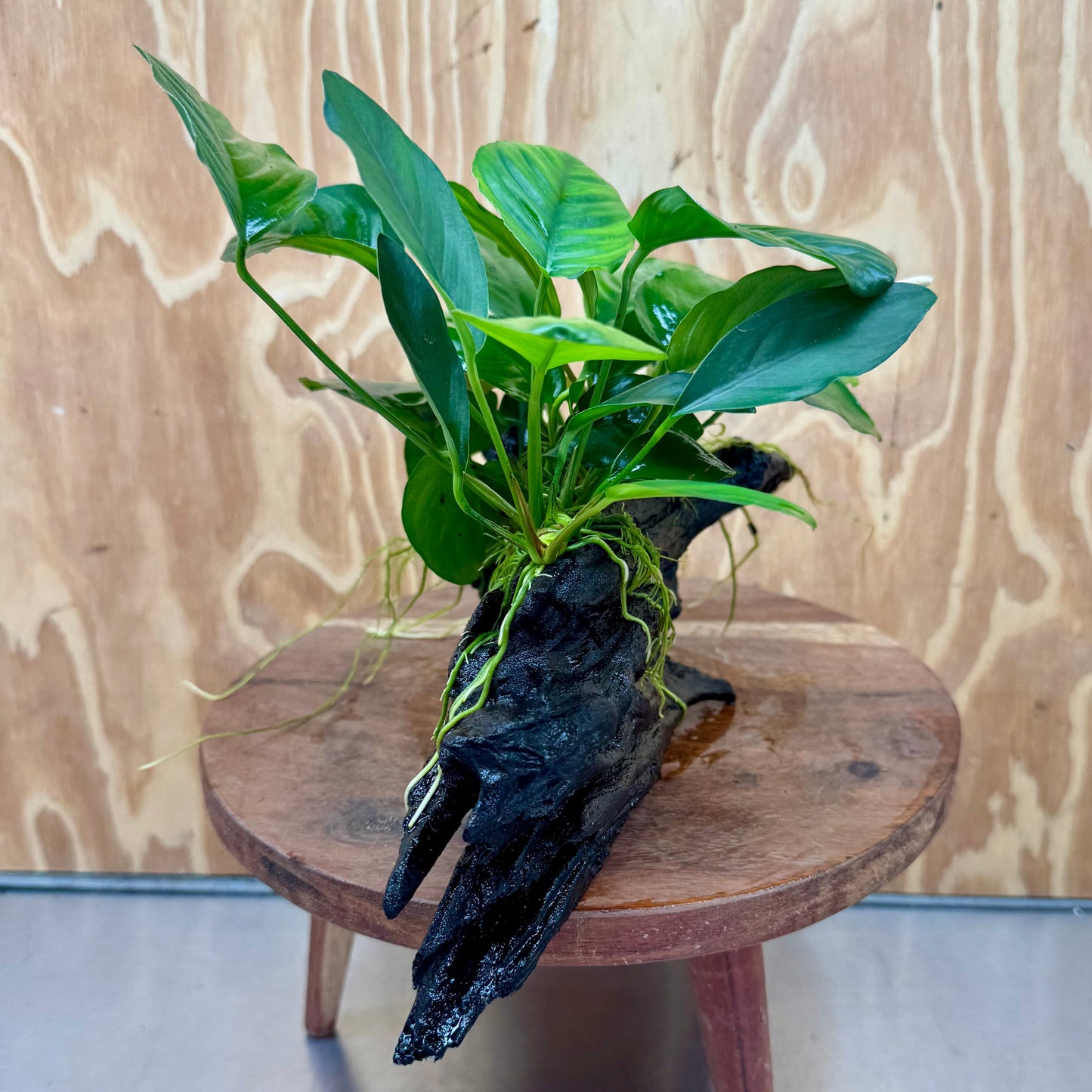 Pisces Enterprises One Only Nano Rainforest Driftwood Creation - One Only - Lush Nano Rainforest Driftwood Creation - One Only - Lush