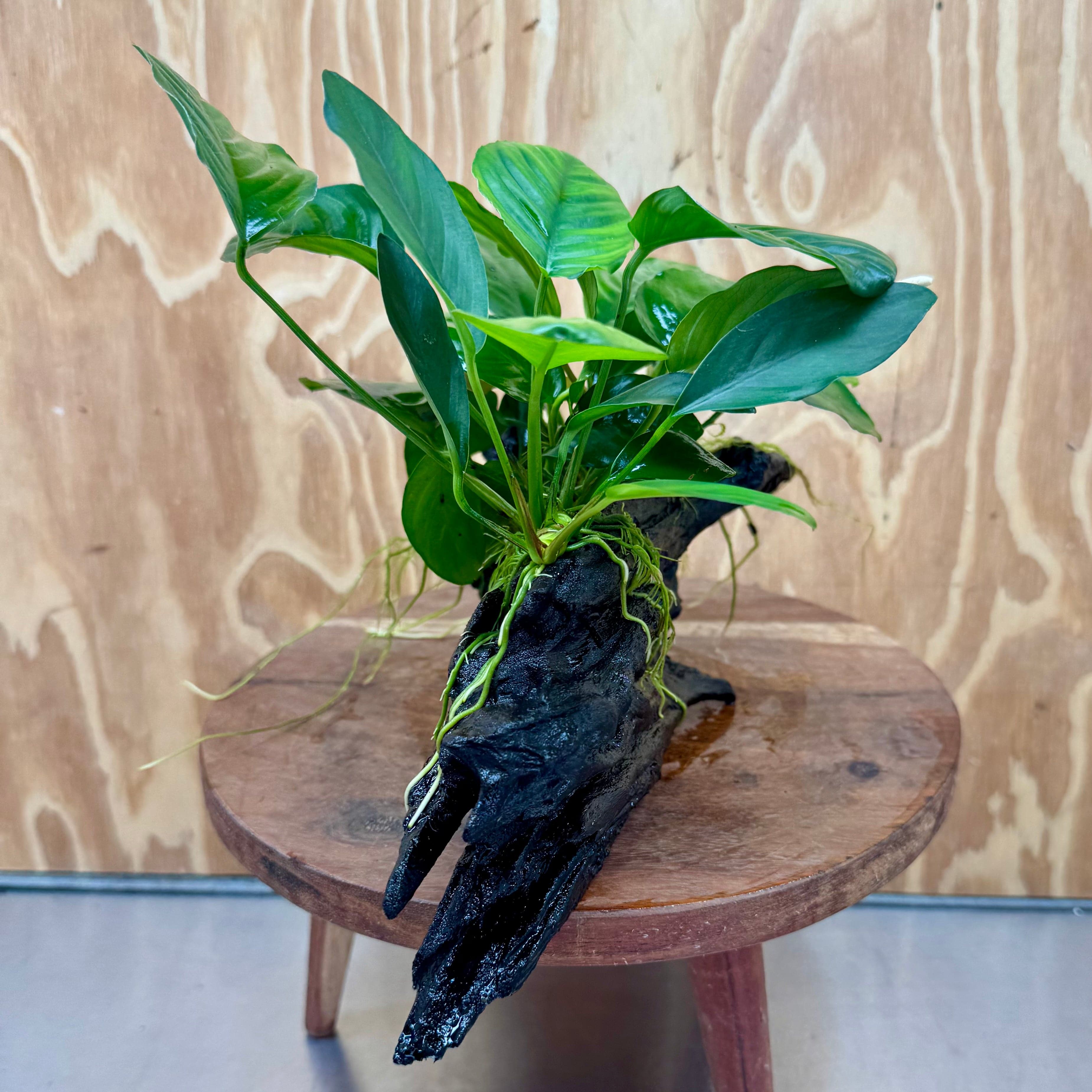 Pisces Enterprises One Only Nano Rainforest Driftwood Creation - One Only - Lush Nano Rainforest Driftwood Creation - One Only - Lush