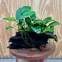 Pisces Enterprises One Only Nano Rainforest Driftwood Creation - One Only - Lush Nano Rainforest Driftwood Creation - One Only - Lush