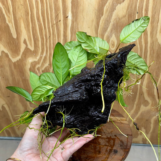 Pisces Enterprises One Only Nano Rainforest Driftwood Creation - One Only - Lush Nano Rainforest Driftwood Creation - One Only - Lush