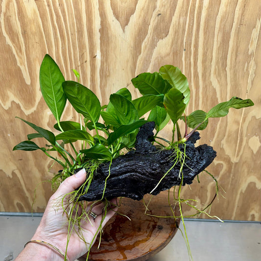 Pisces Enterprises One Only Nano Rainforest Driftwood Creation - One Only - Lush Nano Rainforest Driftwood Creation - One Only - Lush