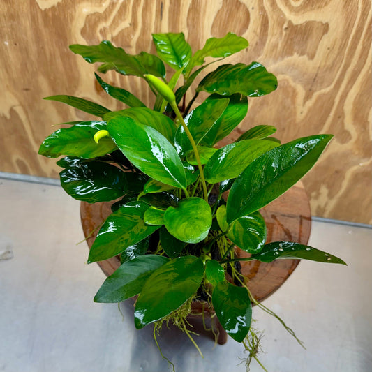 Pisces Enterprises One Only Nano Rainforest Driftwood Creation - One Only - Lush Nano Rainforest Driftwood Creation - One Only - Lush